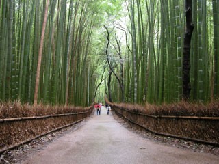 嵯峨野竹林の道